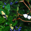 Easy Mister Garden Hose Adapter