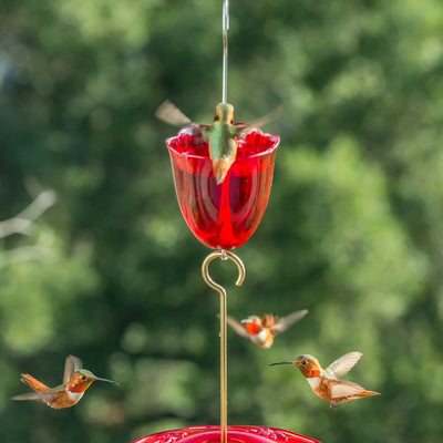 Bird Feeder Ant Moat Ruby Red
