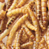 Dried Mealworms  Bird Food 3.52 oz
