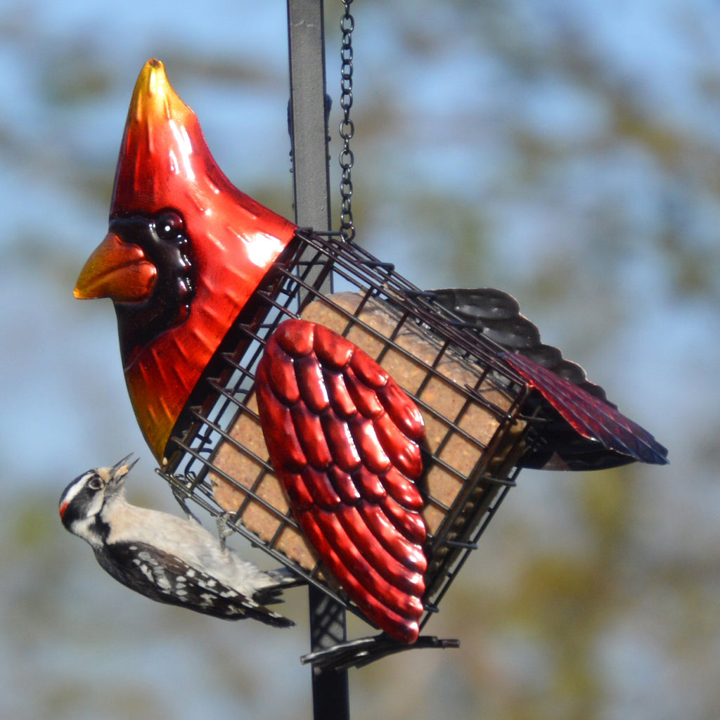 Cardinal Suet/Seed Cake Bird Feeder