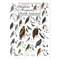 Sibleys Raptors of Western North America Poster