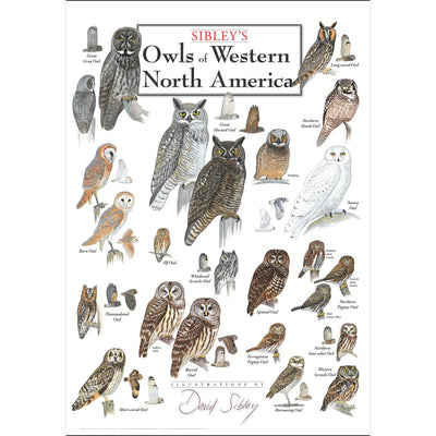 Sibleys Owls of Western North America Poster