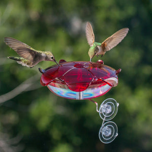 Ruby Sipper Window Hummingbird Feeder Clear