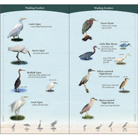 Shorebirds of the SE & Gulf States Quick Guide