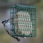 EZ Fill Suet Feeder Basket Green - Momma's Home Store