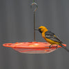 Orange Tray Oriole Bird Feeder