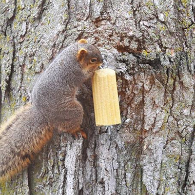 Sweet Corn Squirrelog w/Hanger - Momma's Home Store