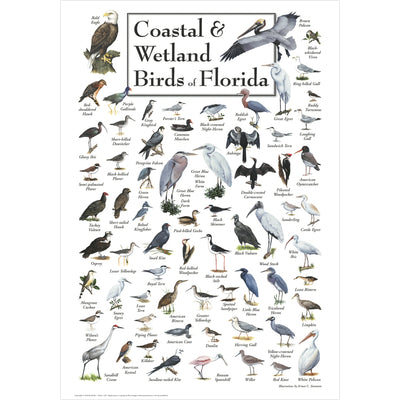 Coastal & Wetland Birds of Florida Poster