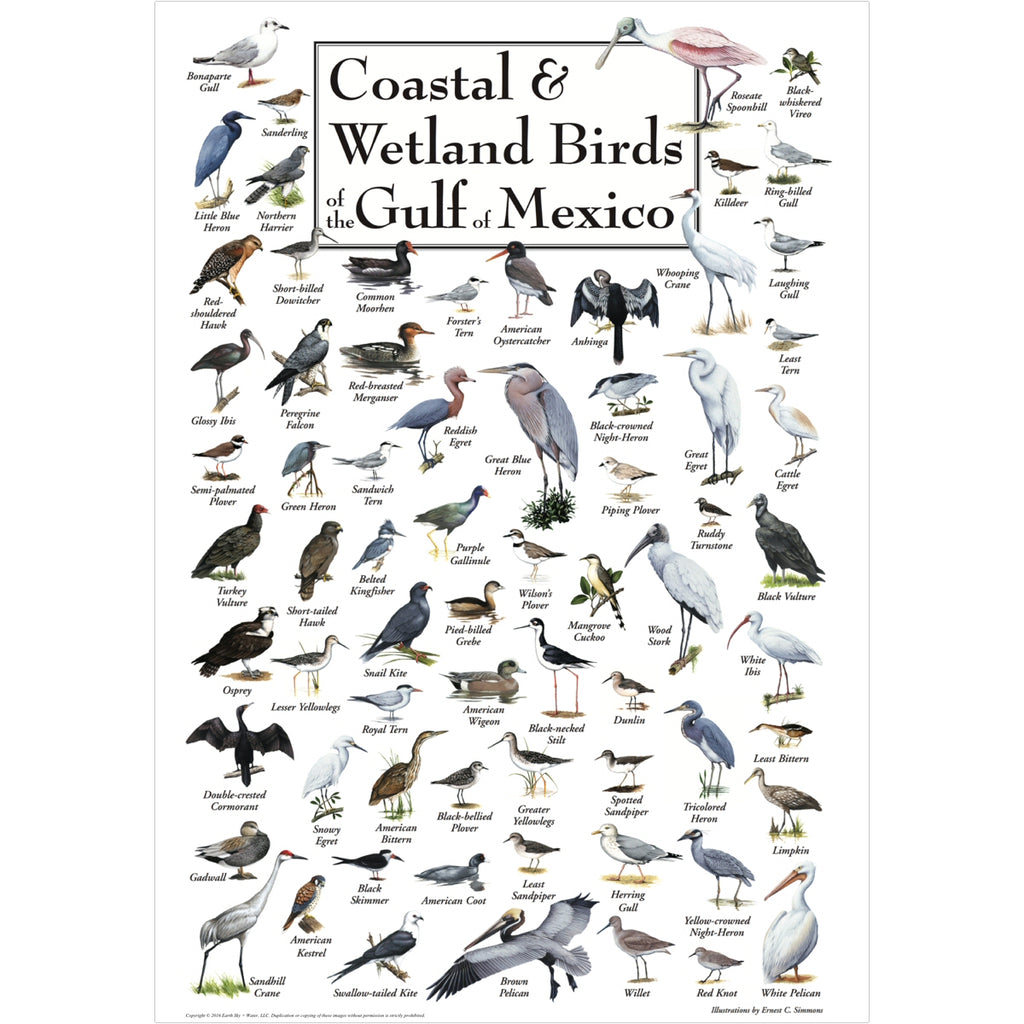 Coastal & Wetland Birds of the Gulf of Mexico Poster
