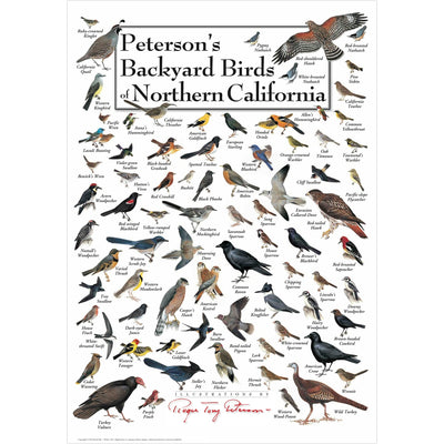 Petersons Backyard Birds of Northern California Poster