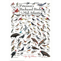 Petersons Backyard Birds of the Mid-Atlantic Poster