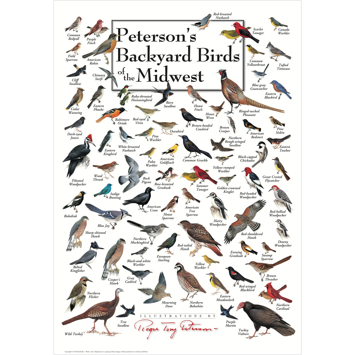Petersons Backyard Birds of the Midwest Poster | Momma's Home Store