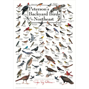 Petersons Backyard Birds of the Northeast Poster