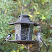 SureFill Small Lantern Bird Feeder