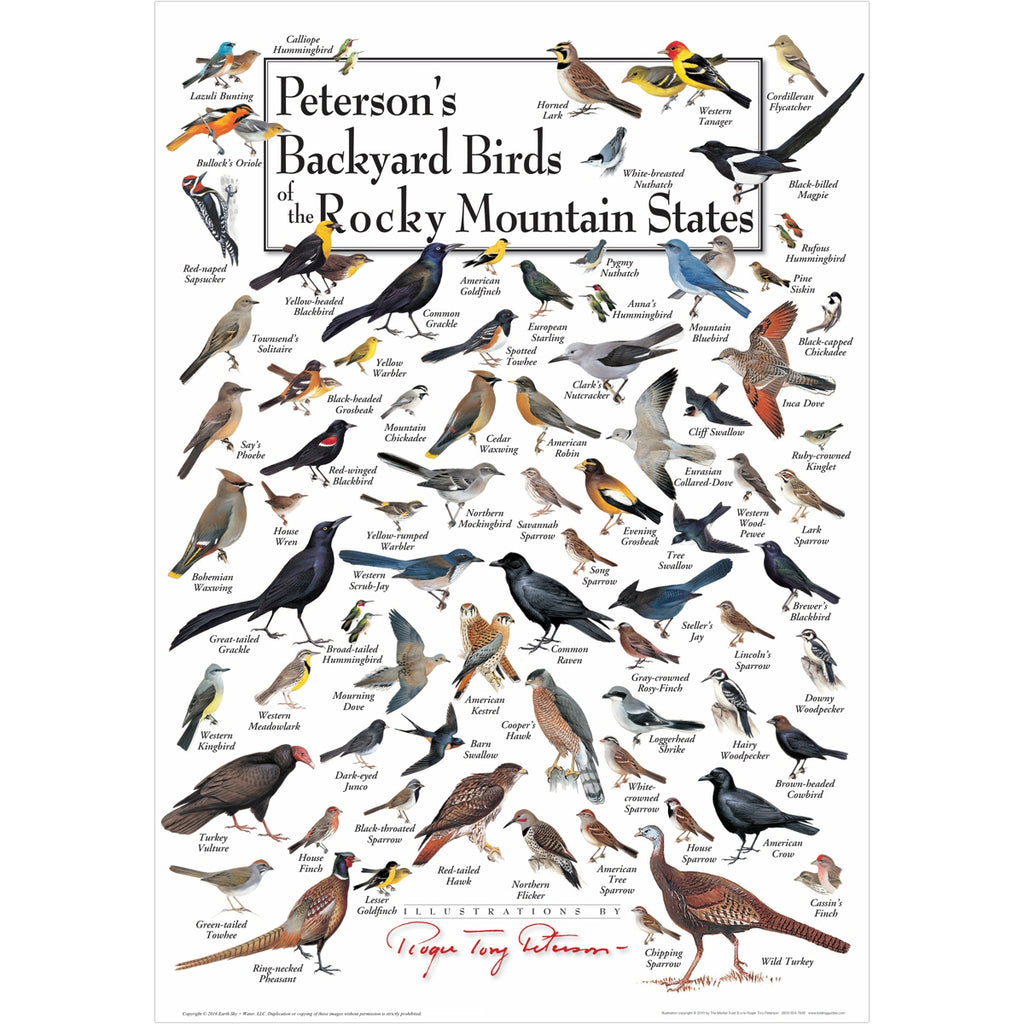 Petersons Backyard Birds of the Rocky Mountain States Poster