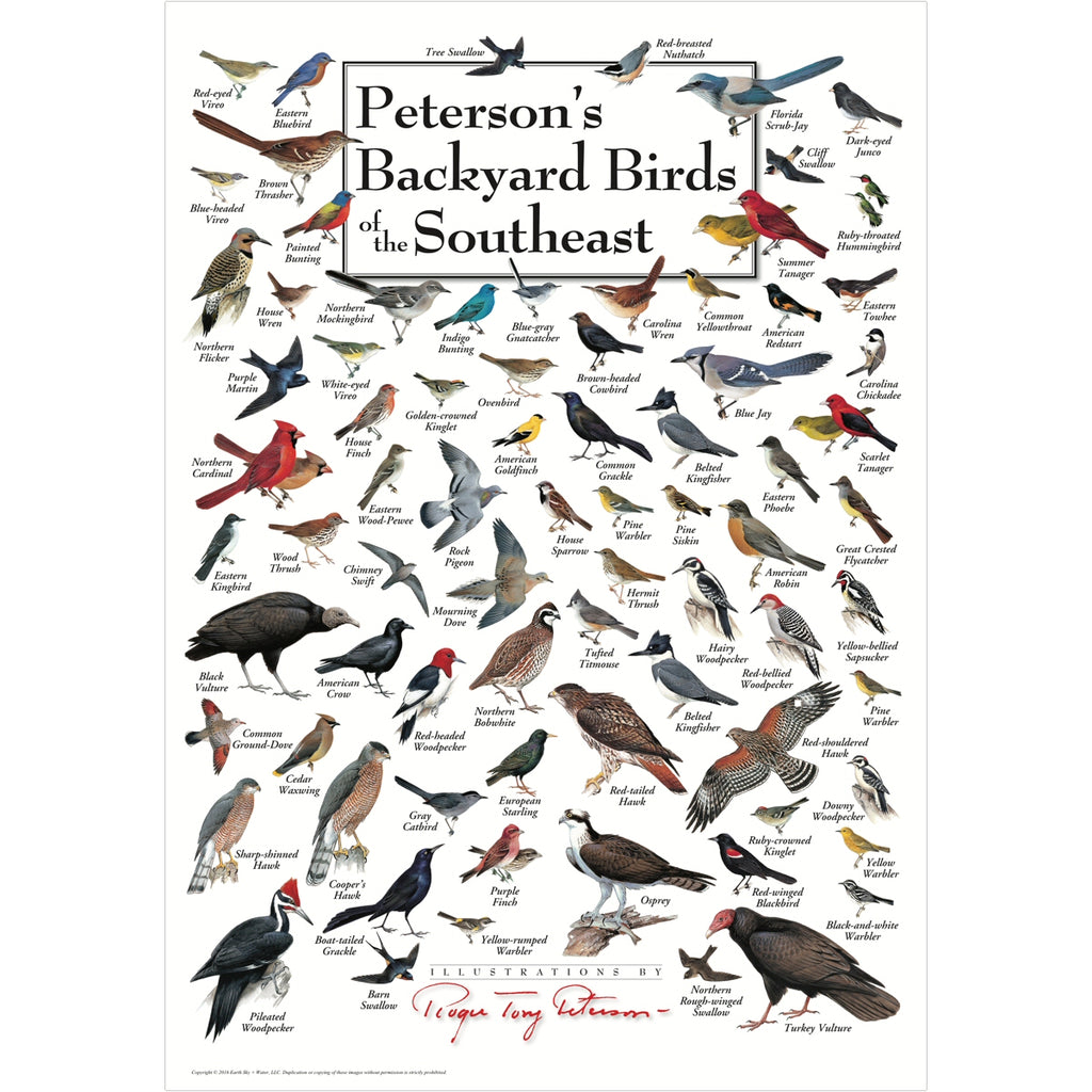 Petersons Backyard Birds of the Southeast Poster
