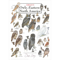 Sibleys Owls of Eastern North America Poster