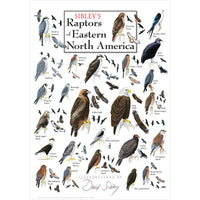 Sibleys Raptors of Eastern North America Poster