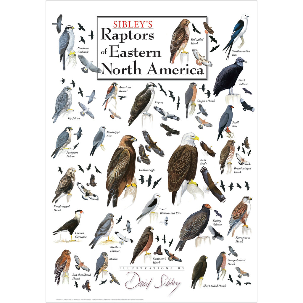 Sibleys Raptors of Eastern North America Poster