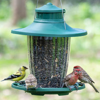 Forest Green Lantern Bird Feeder