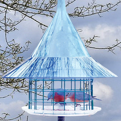 Sky Cafe Squirrel Proof Bluebird Feeder - Momma's Home Store