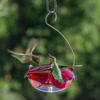 Ruby Sipper Hummingbird Feeder Clear