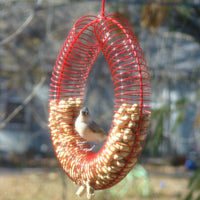 Peanut Wreath Squirrel & Bird Feeder Red