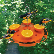 Oriole Fruit, Jelly & Nectar Bird Feeder