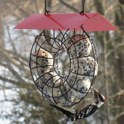 Suet & Seed Ball Bird Feeder