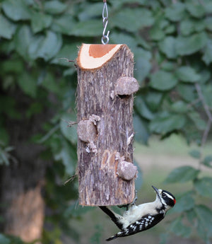 3 Plug Suet Log Without Perches - Momma's Home Store