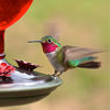 Antique Red Bottle Hummingbird Feeder