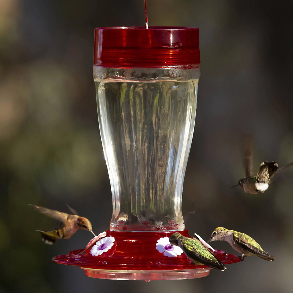 Big Gulp Glass Hummingbird Feeder