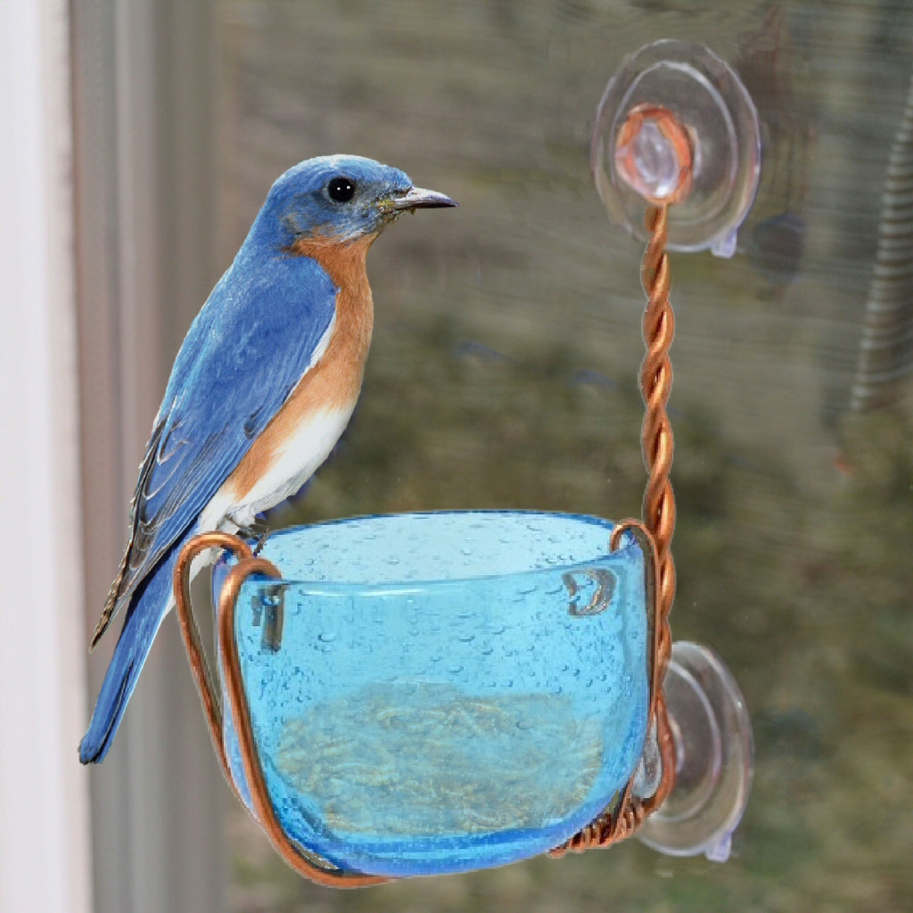 Copper Bluebird Mealworm Window Feeder